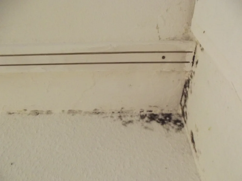 Technician in protective gear removing a mold-damaged wall in a Pepperell home